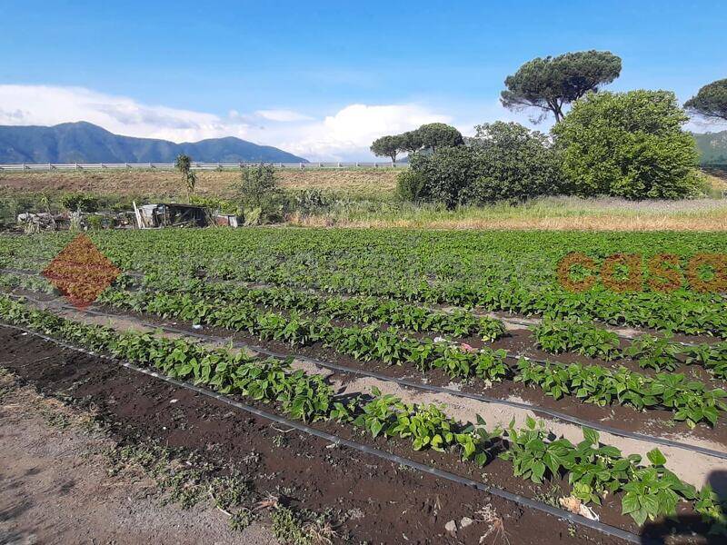 foto principale del terreno