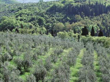 foto principale del terreno