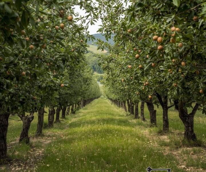 foto principale del terreno