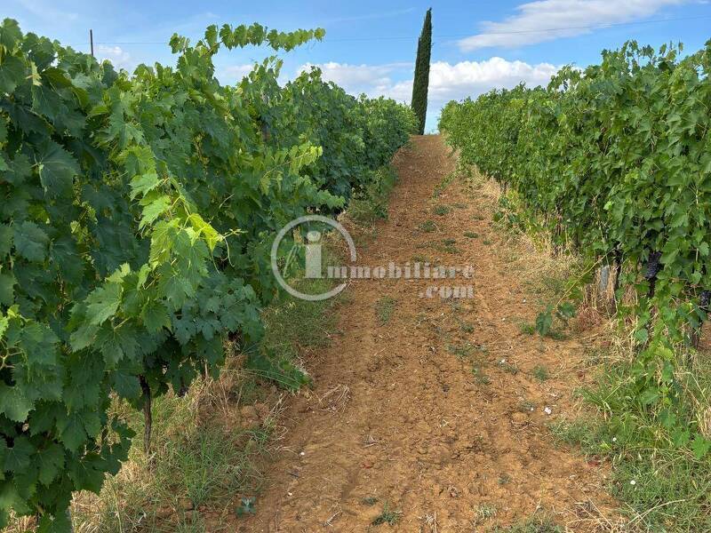 foto principale del terreno
