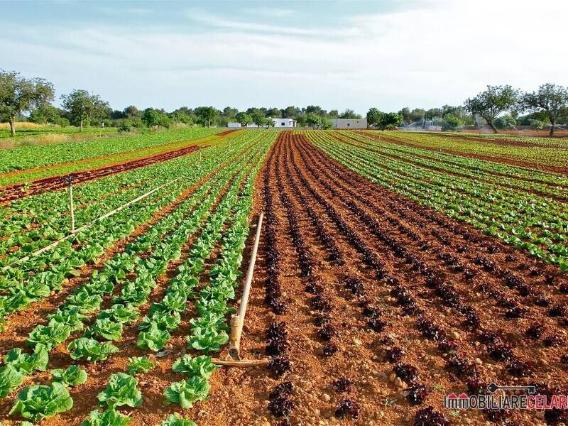 foto principale del terreno