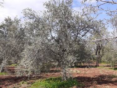 foto principale del terreno