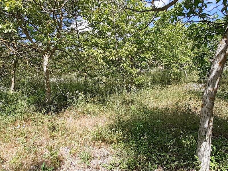 foto principale del terreno