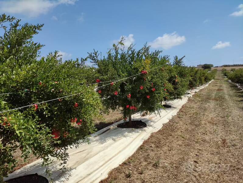 foto principale del terreno