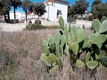 foto principale del terreno