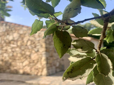 foto principale del terreno