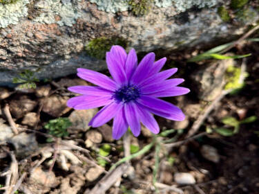 foto principale del terreno