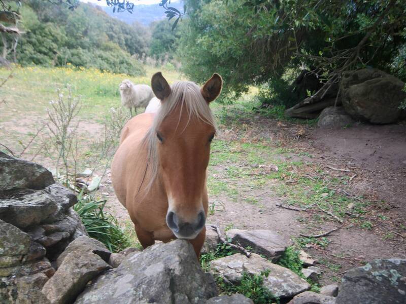 foto principale del terreno