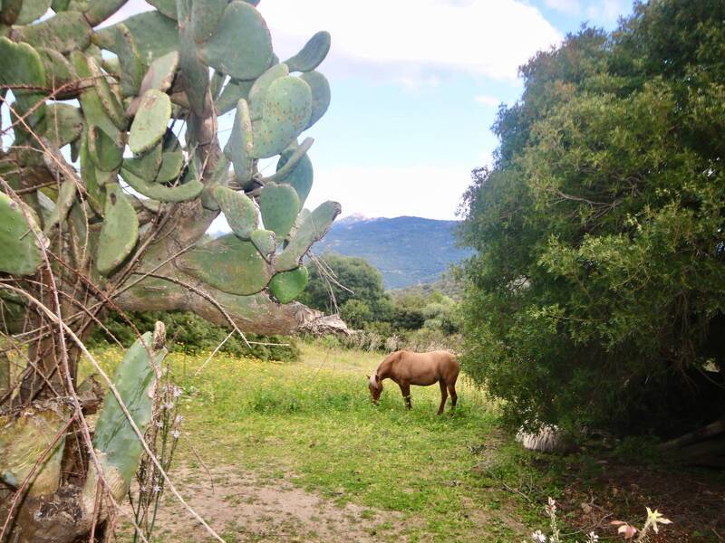 foto principale del terreno