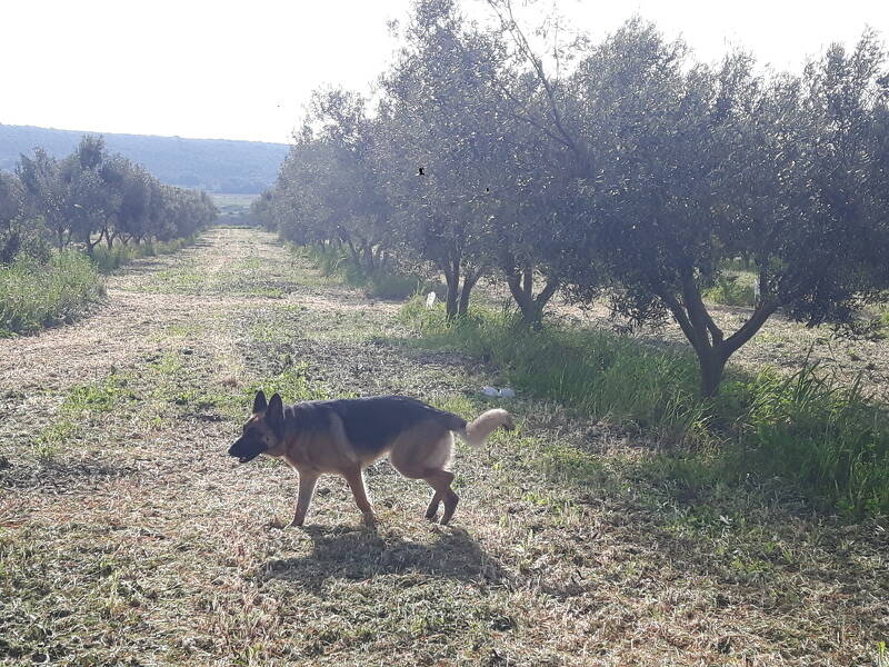 foto principale del terreno