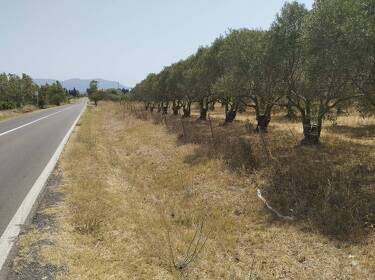 foto principale del terreno