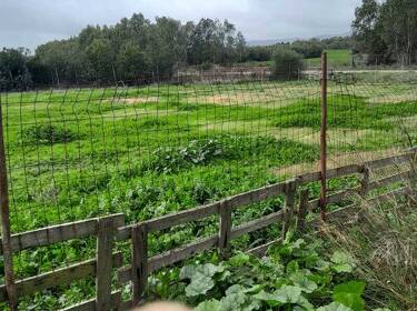 foto principale del terreno