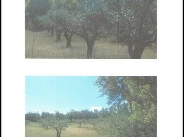 foto principale del terreno