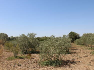 foto principale del terreno