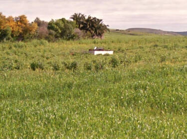 foto principale del terreno