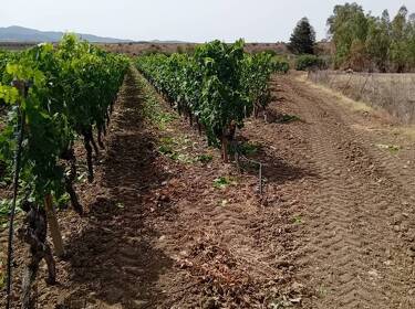 foto principale del terreno