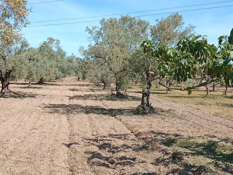 foto principale del terreno