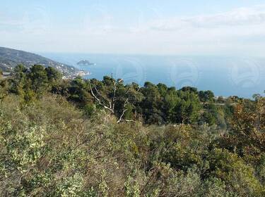 foto principale del terreno