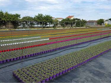 foto principale del terreno