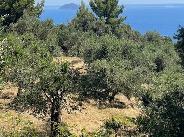 foto principale del terreno