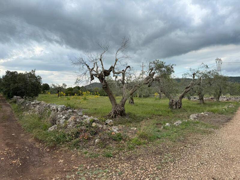 foto principale del terreno