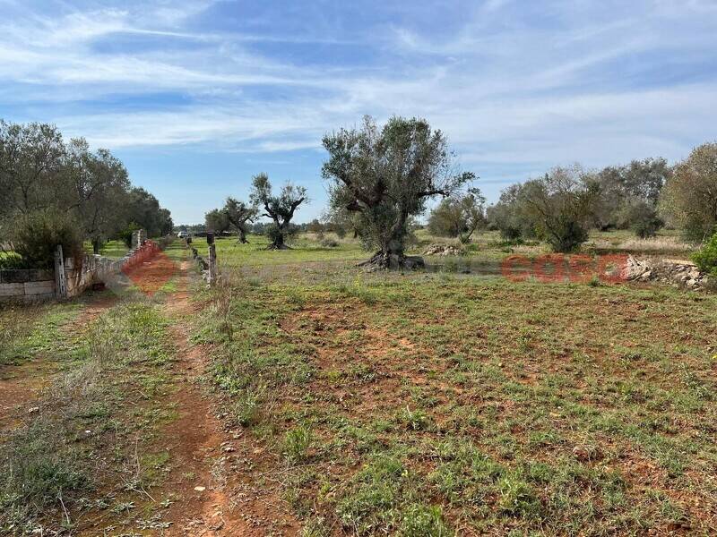 foto principale del terreno