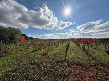 foto principale del terreno