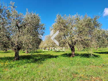 foto principale del terreno