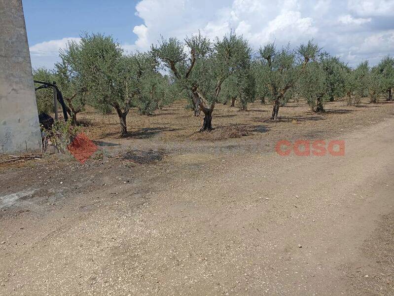 foto principale del terreno