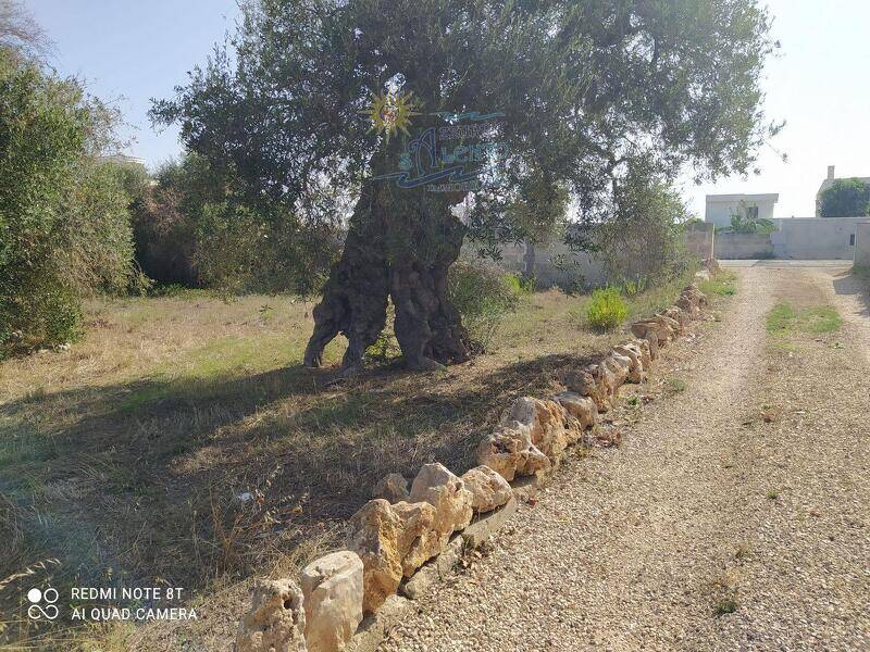 foto principale del terreno