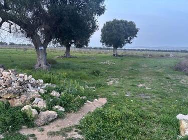 foto principale del terreno