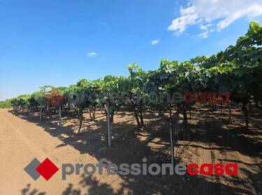 foto principale del terreno