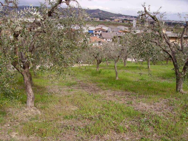 foto principale del terreno