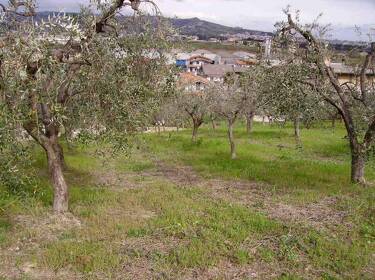 foto principale del terreno