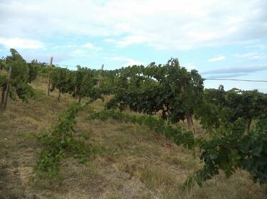 foto principale del terreno