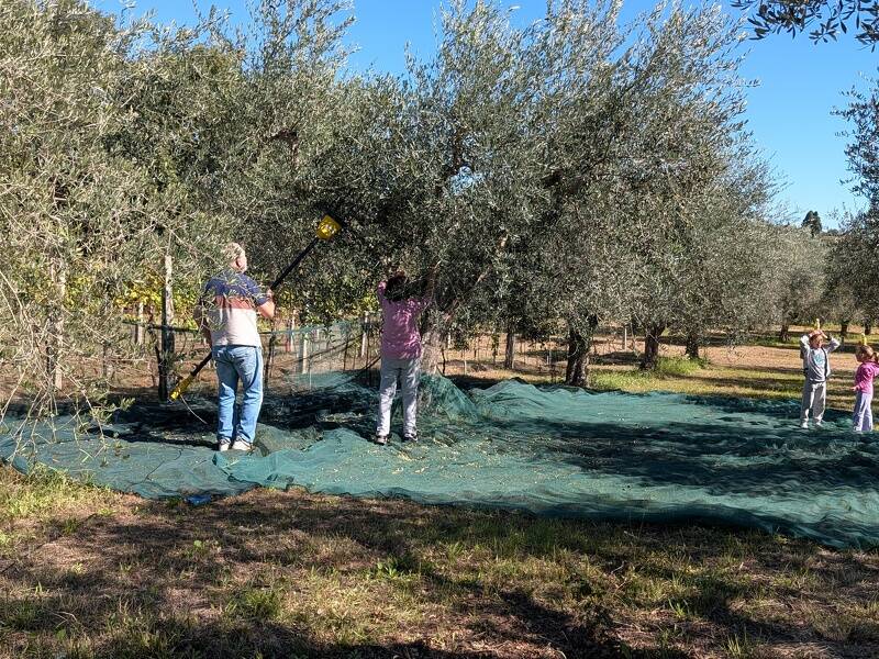 foto principale del terreno