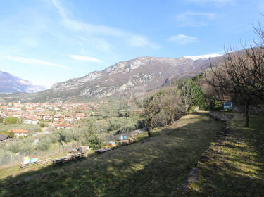 foto principale del terreno