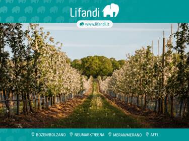 foto principale del terreno