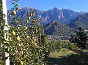foto principale del terreno