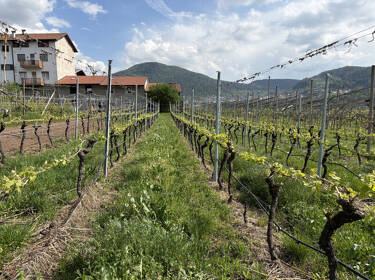 foto principale del terreno