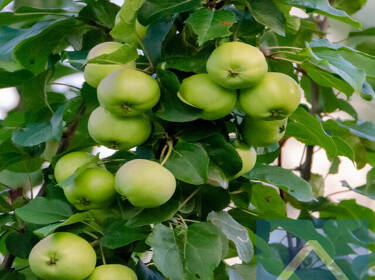 foto principale del terreno