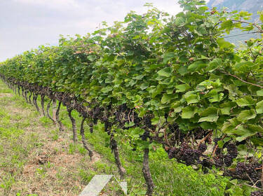 foto principale del terreno