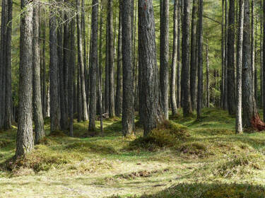 foto principale del terreno