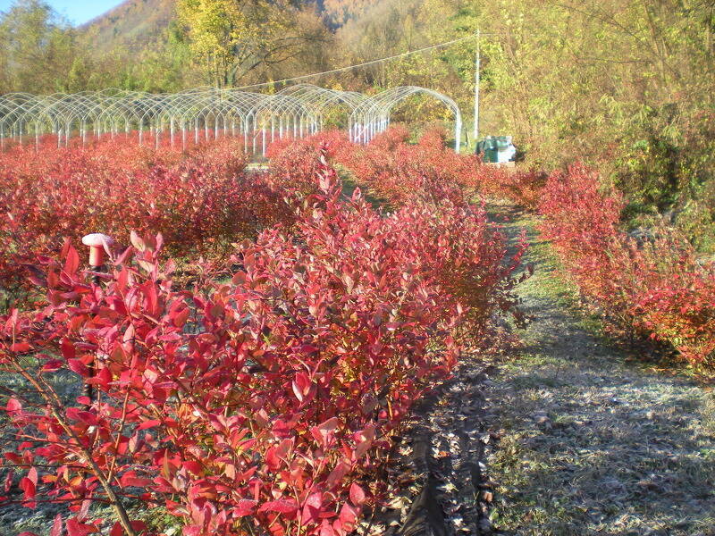 foto principale del terreno