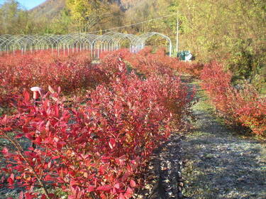 foto principale del terreno