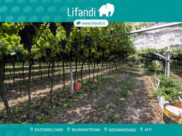 foto principale del terreno