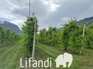 foto principale del terreno