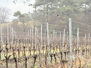 foto principale del terreno