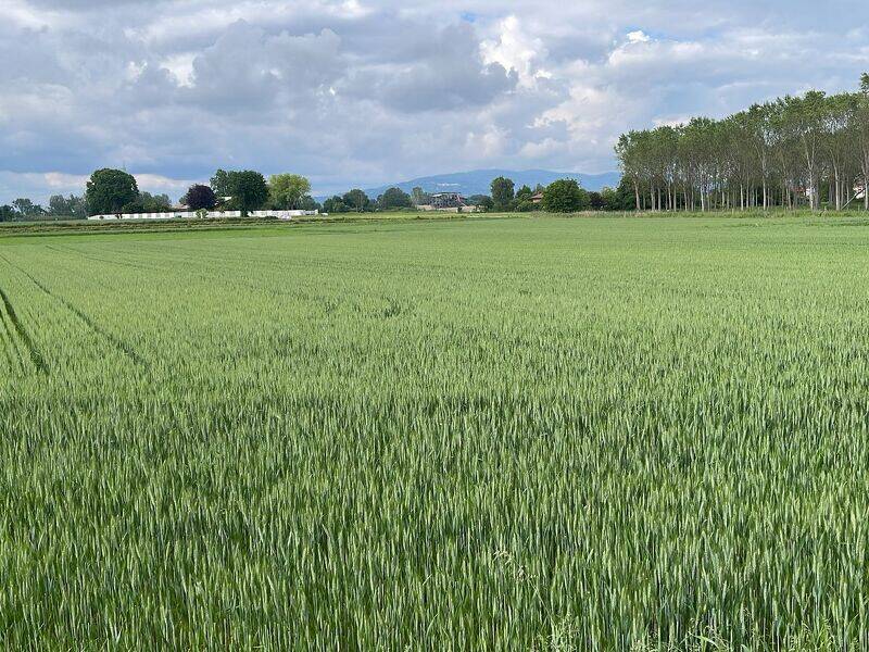 foto principale del terreno