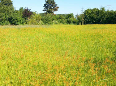 foto principale del terreno